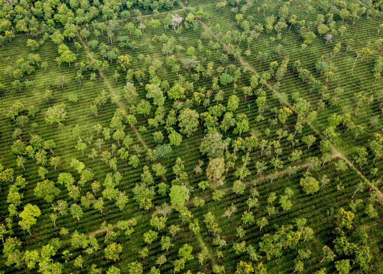 SLOW GreenSign Hauptbild Agroforst 1500x1000plus